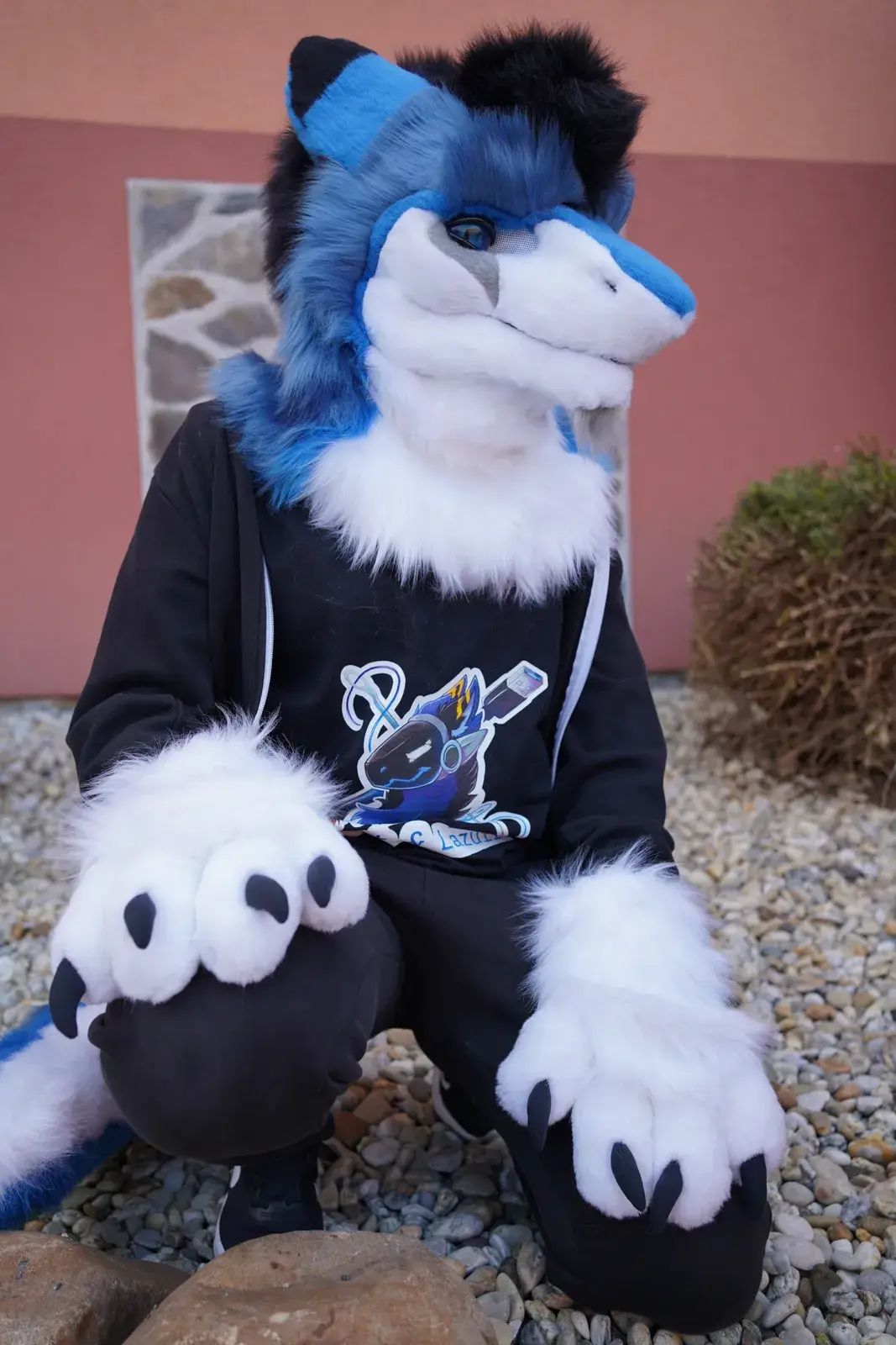Blue, gray and white toony sergal fursuit worn outdoors on gravel against a pink wall, big blue eyes, white ruff and a branded hoodie