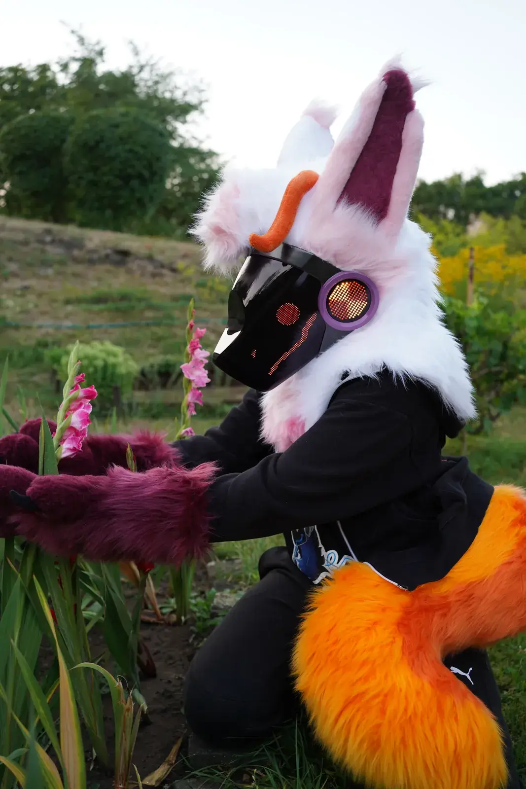 White and pink Protogen mini partial kneeling by pink gladiolus with its orange tail
