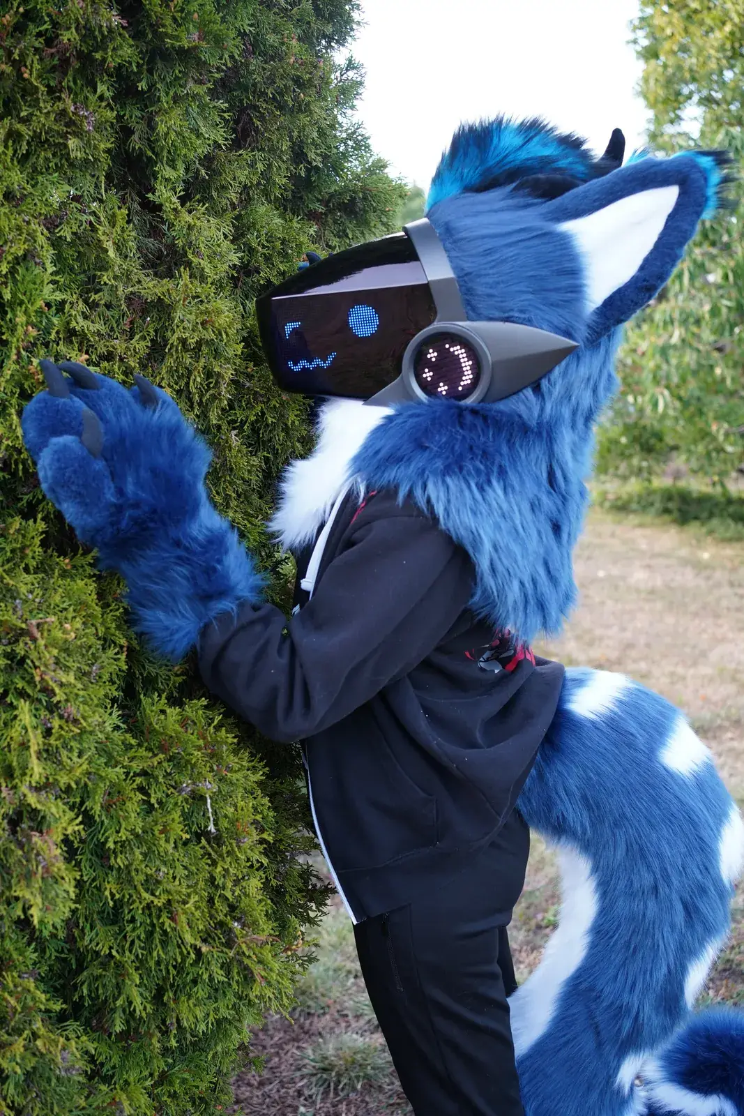 Blue and white Protogen mini partial leaning on a tall thuja hedge